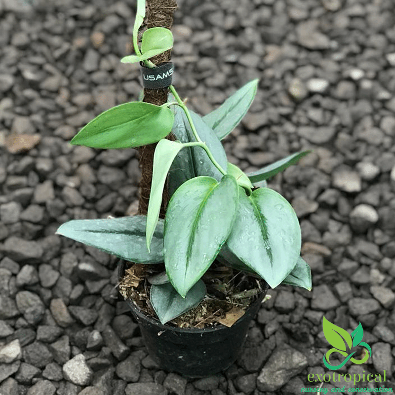 Scindapsus Treubii Moonlight