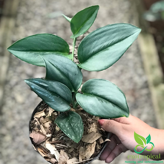 Scindapsus Treubii Moonlight