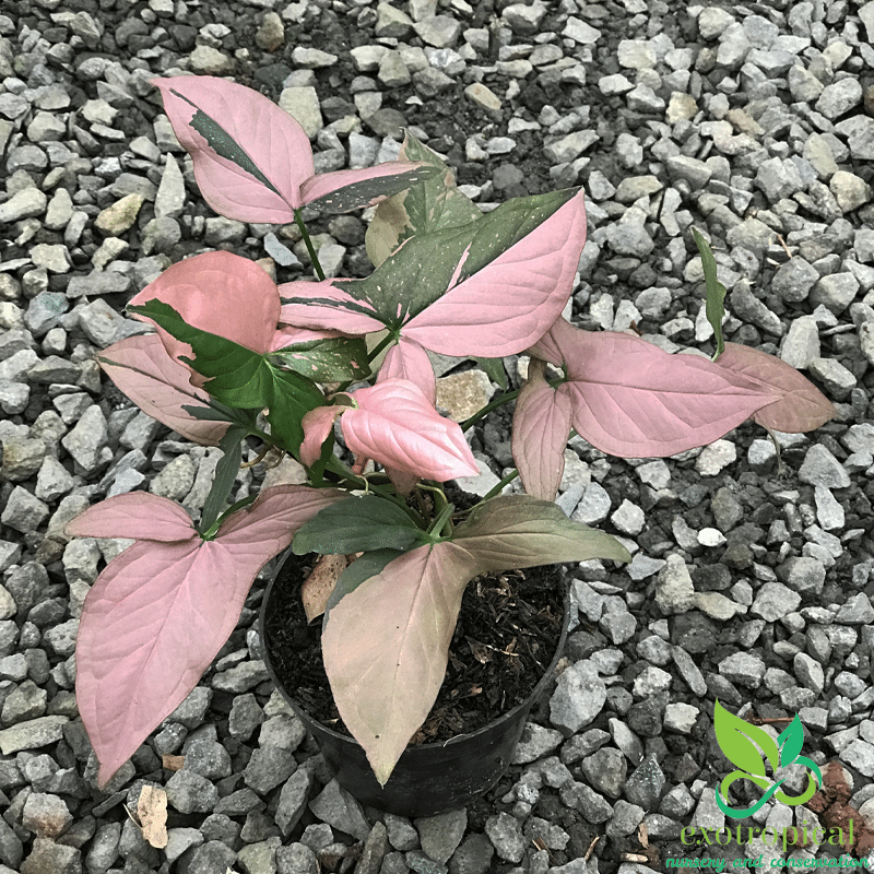 Pink Splash Syngonium online