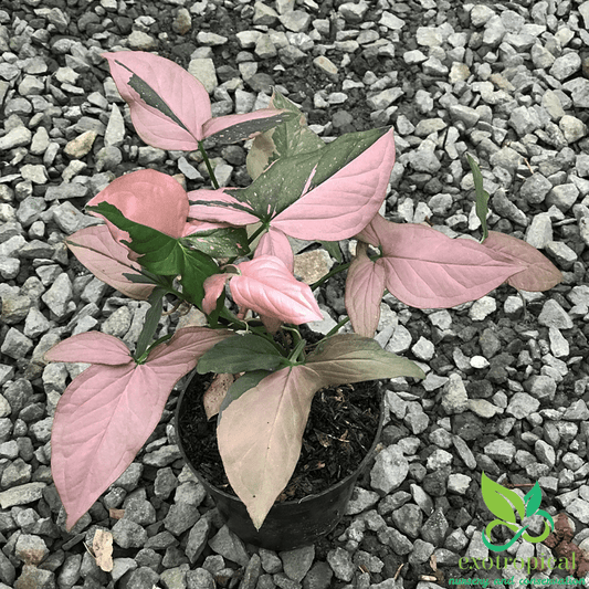 Syngonium Pink Splash