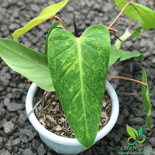 Philodendron Painted Lady