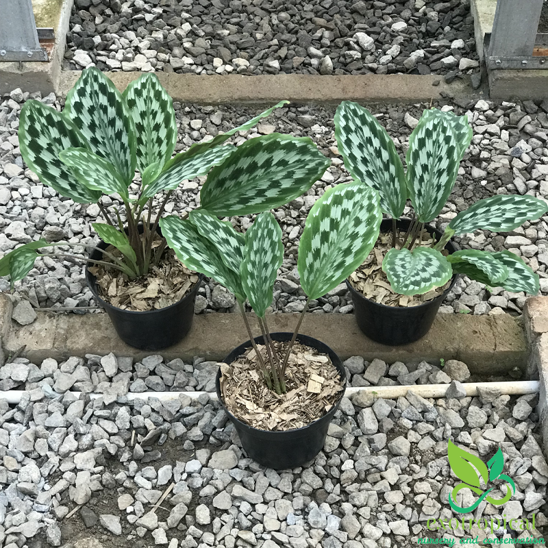 Calathea Merak Peacock Java