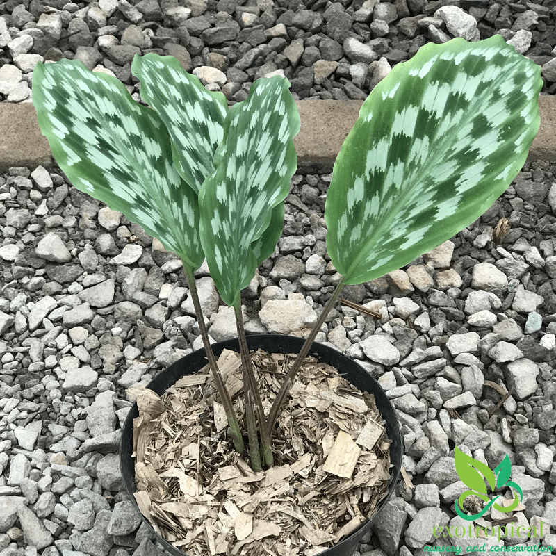 Calathea Merak Peacock Java