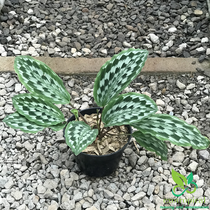 Calathea Merak Peacock Java