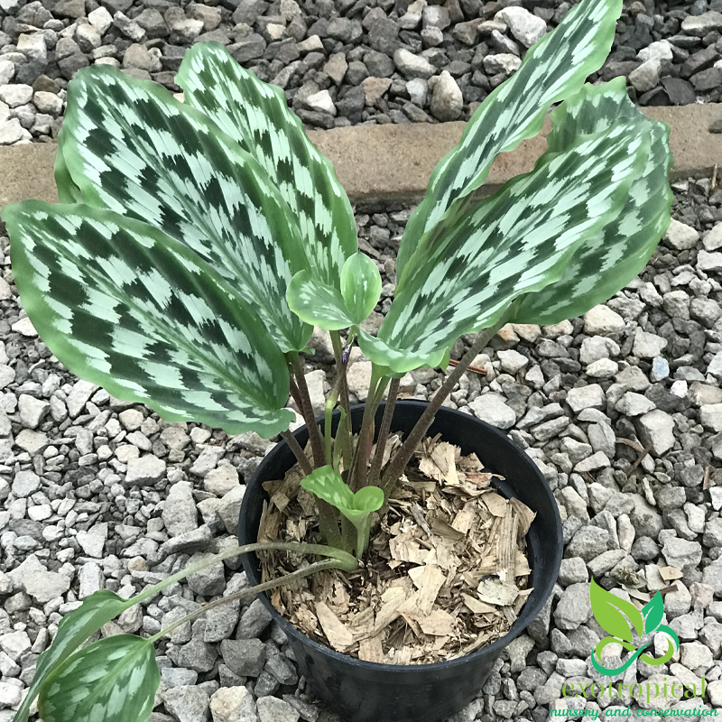 Calathea Merak Peacock Java