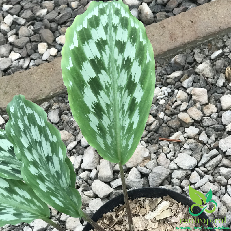 Calathea Merak Peacock Java