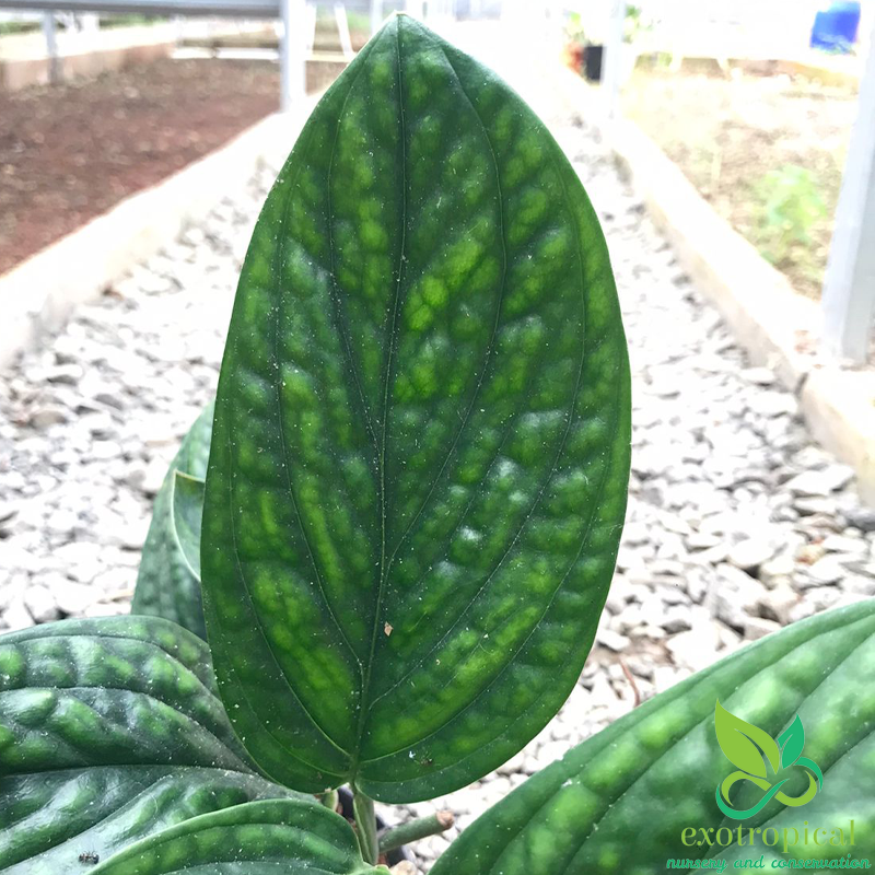Monstera Karstenianum Sp Peru