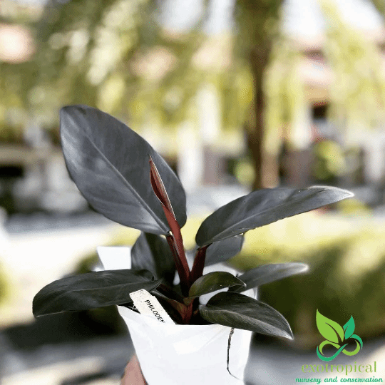 Philodendron Black Cardinal