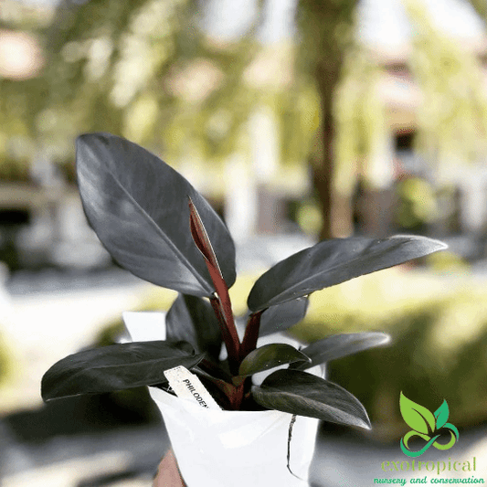 Philodendron Black Cardinal