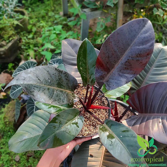 Philodendron Black Cardinal