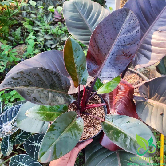 Philodendron Black Cardinal