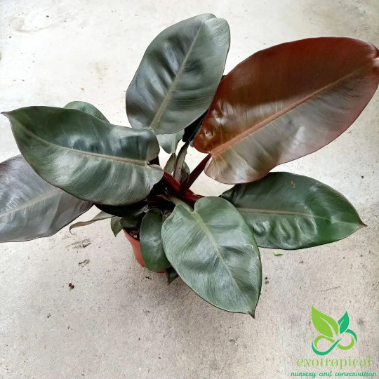 Philodendron Black Cardinal