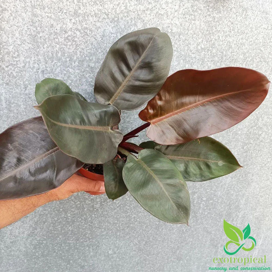 Philodendron Black Cardinal