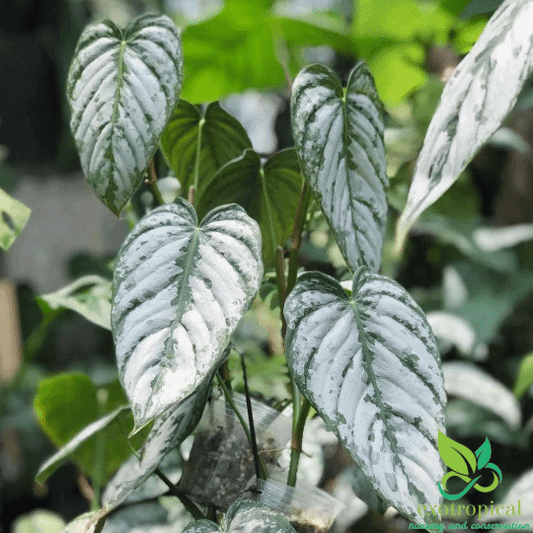 Philodendron Brandtianum