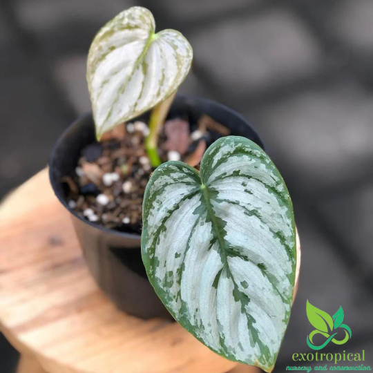 Philodendron Brandtianum