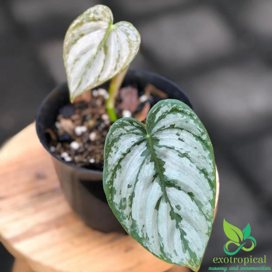 Philodendron Brandtianum