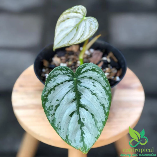 Philodendron Brandtianum