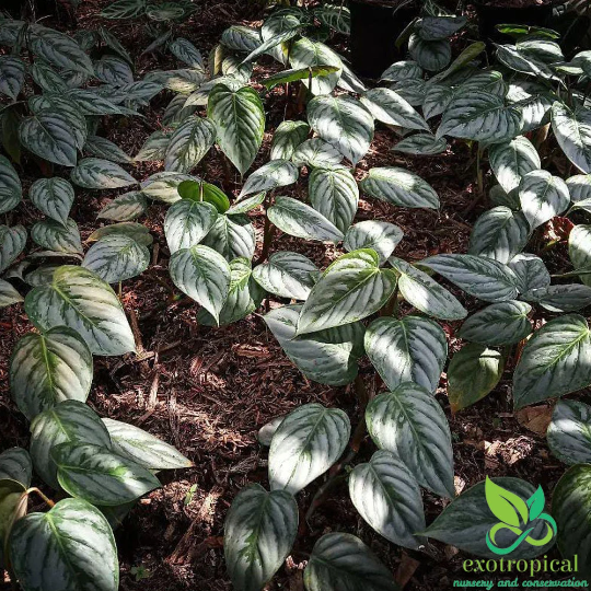 Philodendron Brandtianum