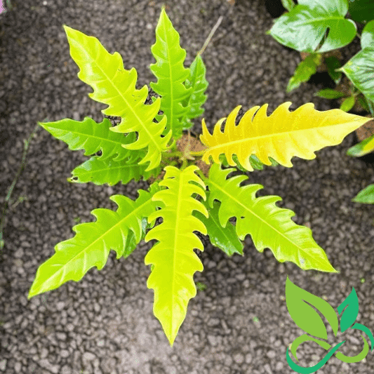 Philodendron Golden Saw Crocodile