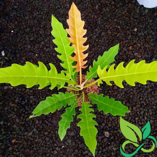 Philodendron Golden Saw Crocodile