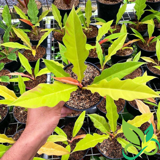 Philodendron Golden Saw Crocodile