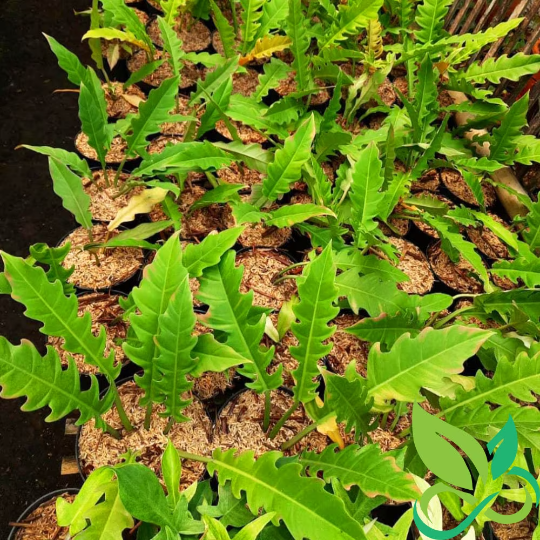 Philodendron Golden Saw Crocodile