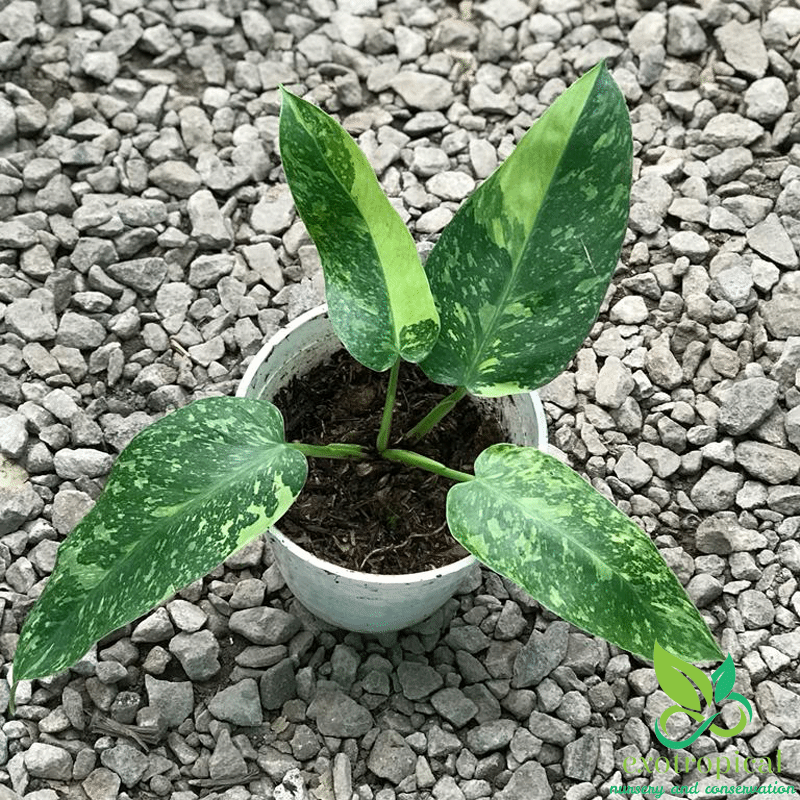 Philodendron Jose Buono Variegated