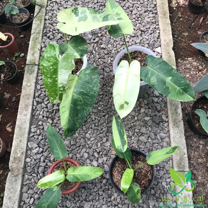 Philodendron Jose Buono Variegated