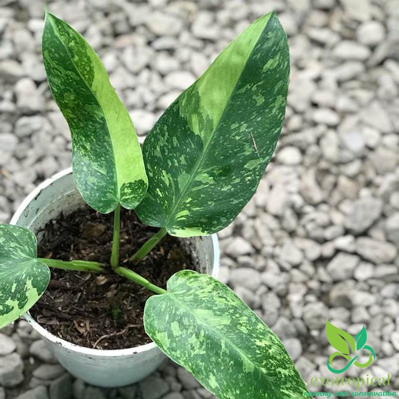 Philodendron Jose Buono Variegated