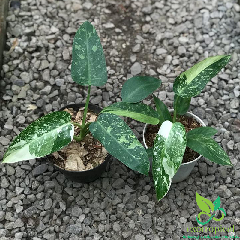 Philodendron Jose Buono Variegated