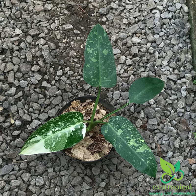 Philodendron Jose Buono Variegated