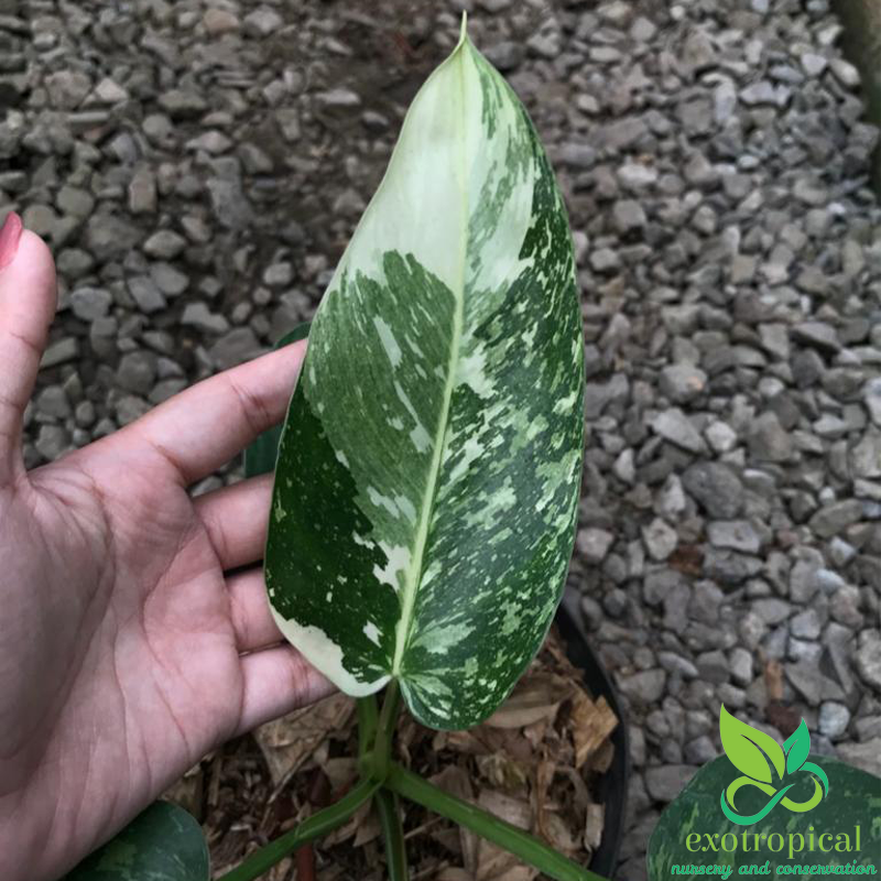 Philodendron Jose Buono Variegated