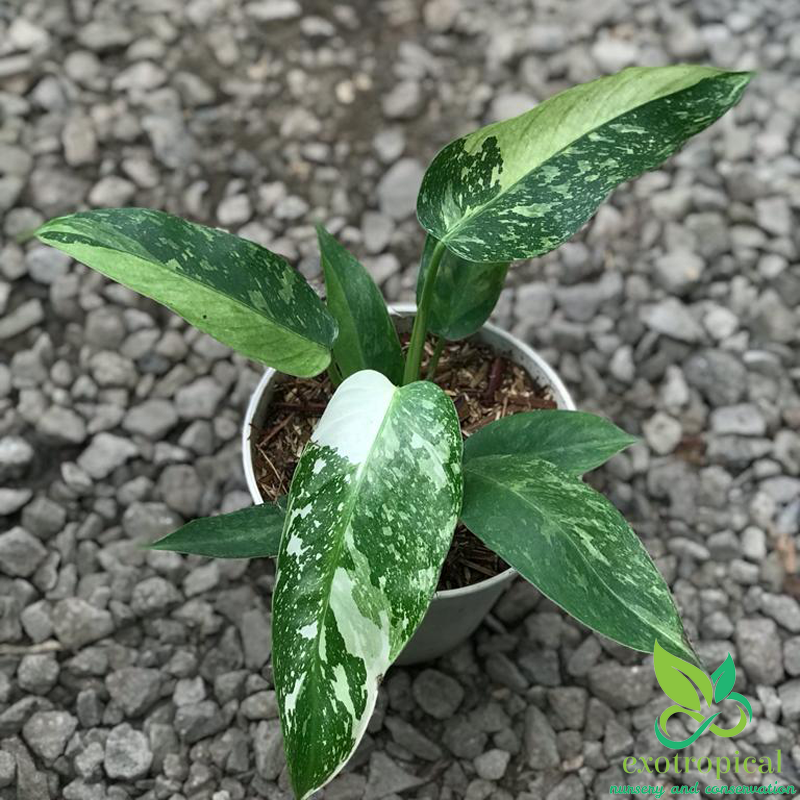 Philodendron Jose Buono Variegated