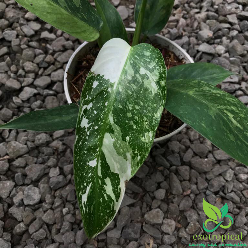 Philodendron Jose Buono Variegated