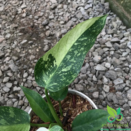 Philodendron Jose Buono Variegated
