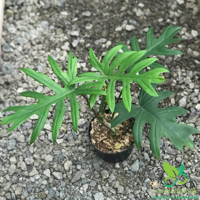 Philodendron Mayoi