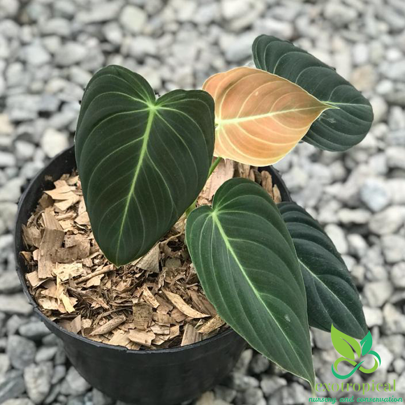 Philodendron Melanochrysum