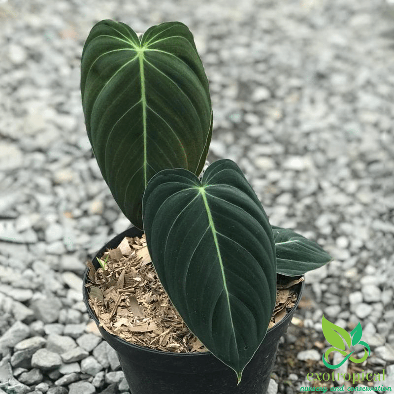 Philodendron Melanochrysum