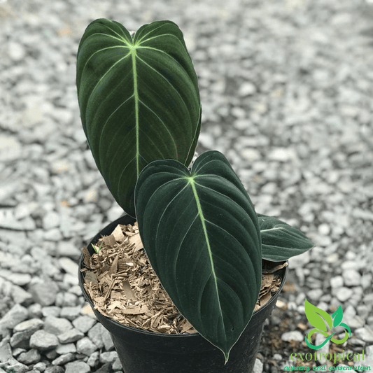 Philodendron Melanochrysum