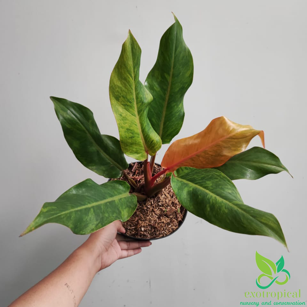 Philodendron Prince of Orange Marmalade