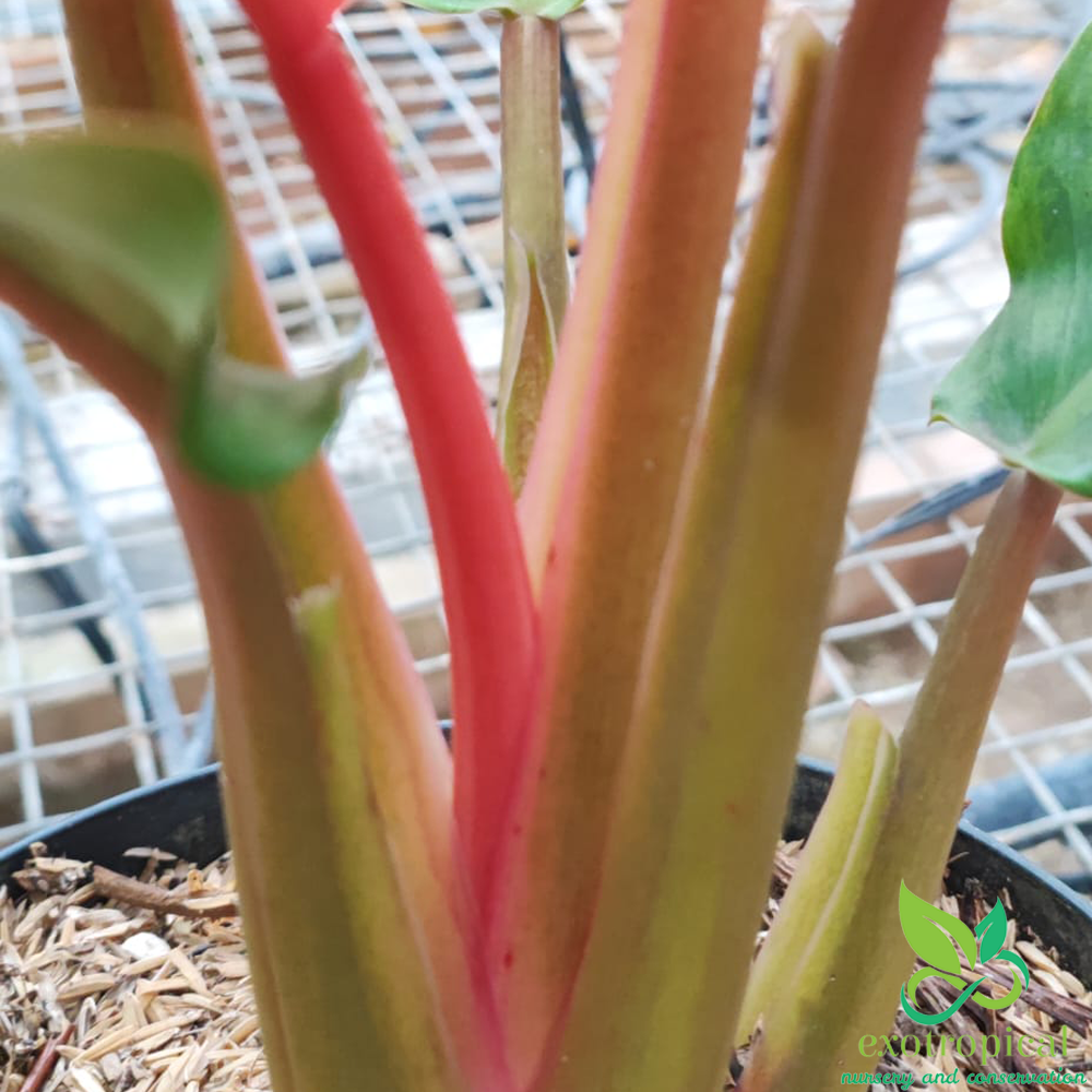 Philodendron Prince of Orange Marmalade