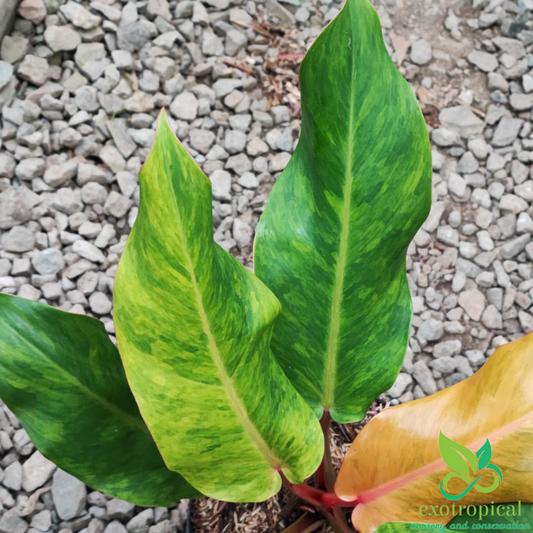 Philodendron Prince of Orange Marmalade