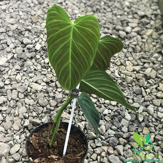 Philodendron Splendid (Philodendron Verrucosum x Philodendron Melanochrysum)