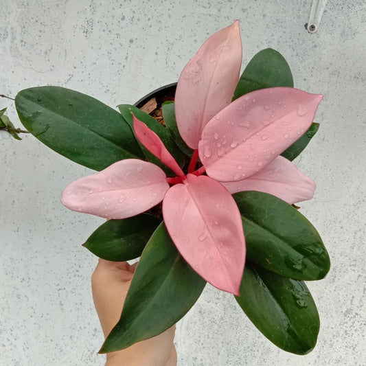 Philodendron Pink Congo