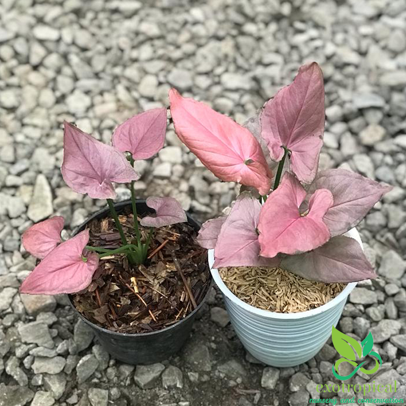 Syngonium Pink Perfection