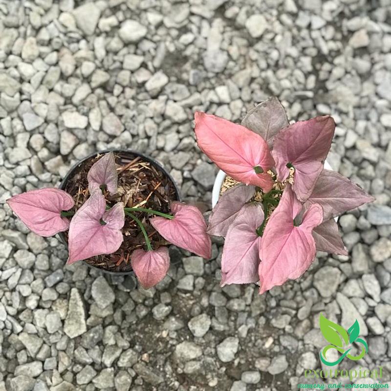 Syngonium Pink Perfection