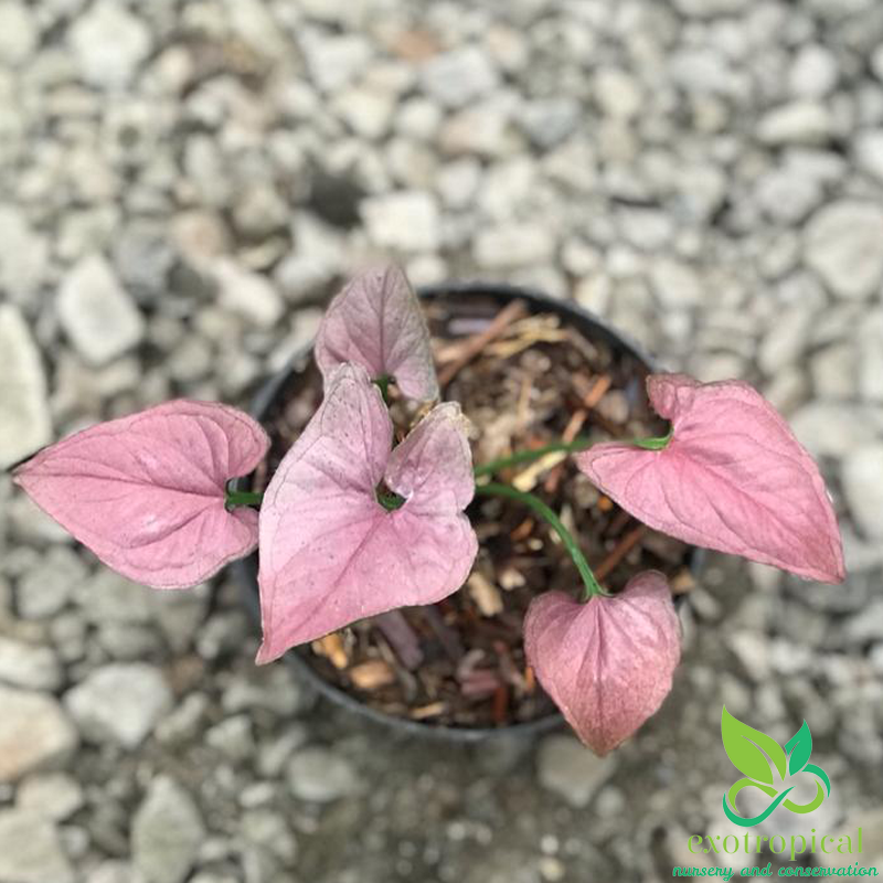 Syngonium Pink Perfection