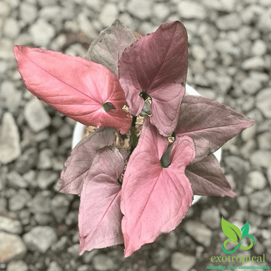 Syngonium Pink Perfection