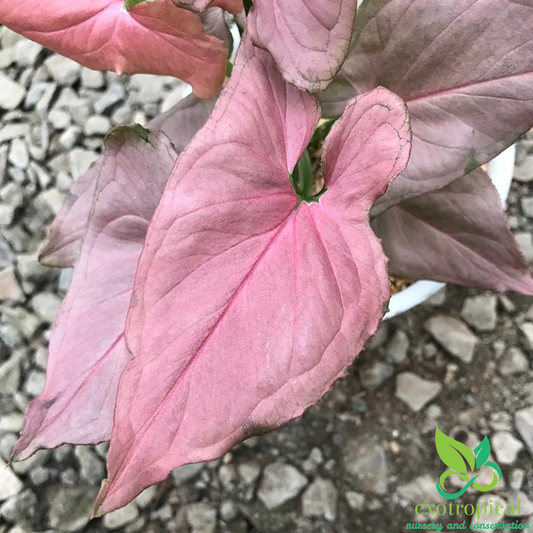 Syngonium Pink Perfection