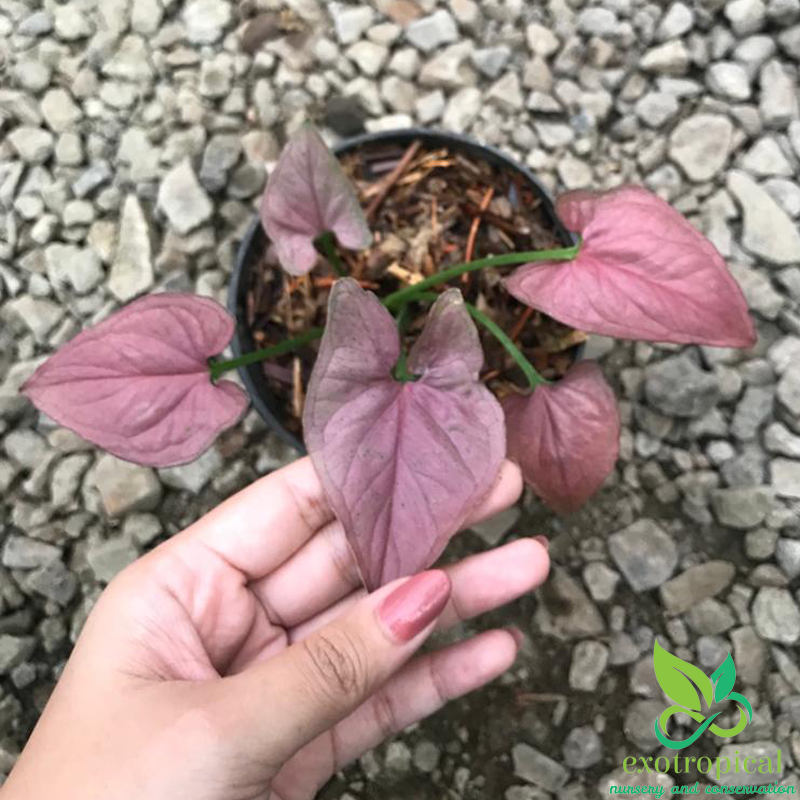 Syngonium Pink Perfection